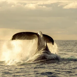 Private sailing yacht cruising on clear blue ocean