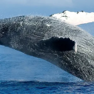 Whale watching tour offering close views of marine life