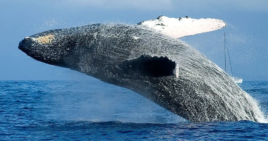 Whale watching tour offering close views of marine life