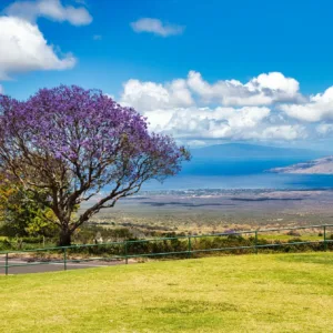 Tour group exploring scenic landscapes in Upcountry Maui region