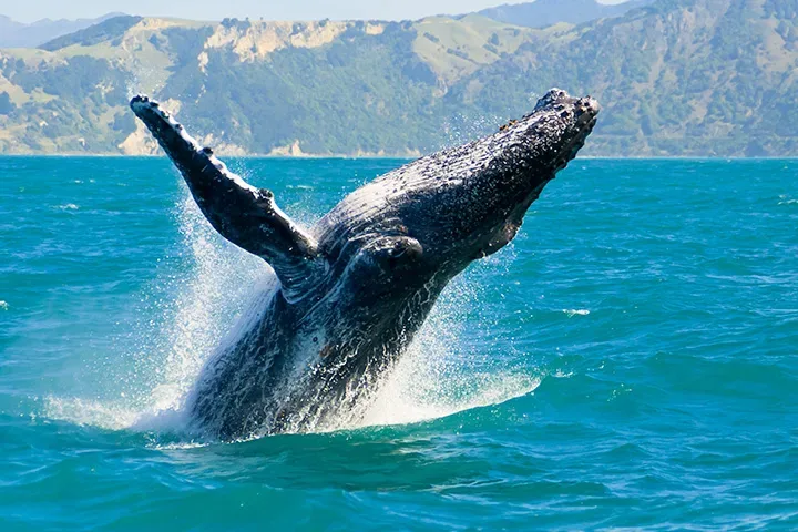 Kayak tour spotting whales in Maui’s clear waters