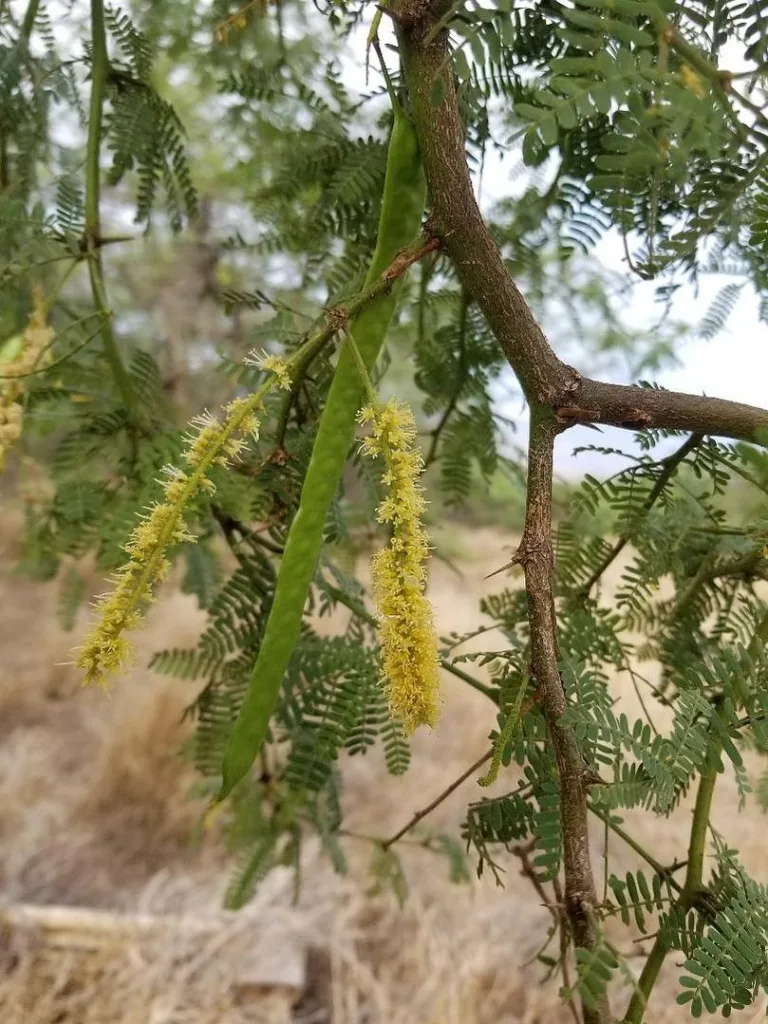 Gathering wild plants for natural medicine making