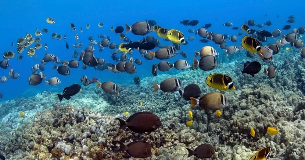 Snorkelers exploring coral reefs near Captain Cook Monument
