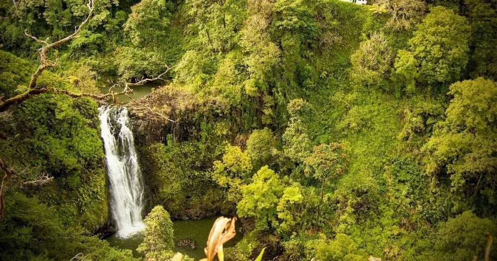 Small group hiking along scenic Road to Hana trail