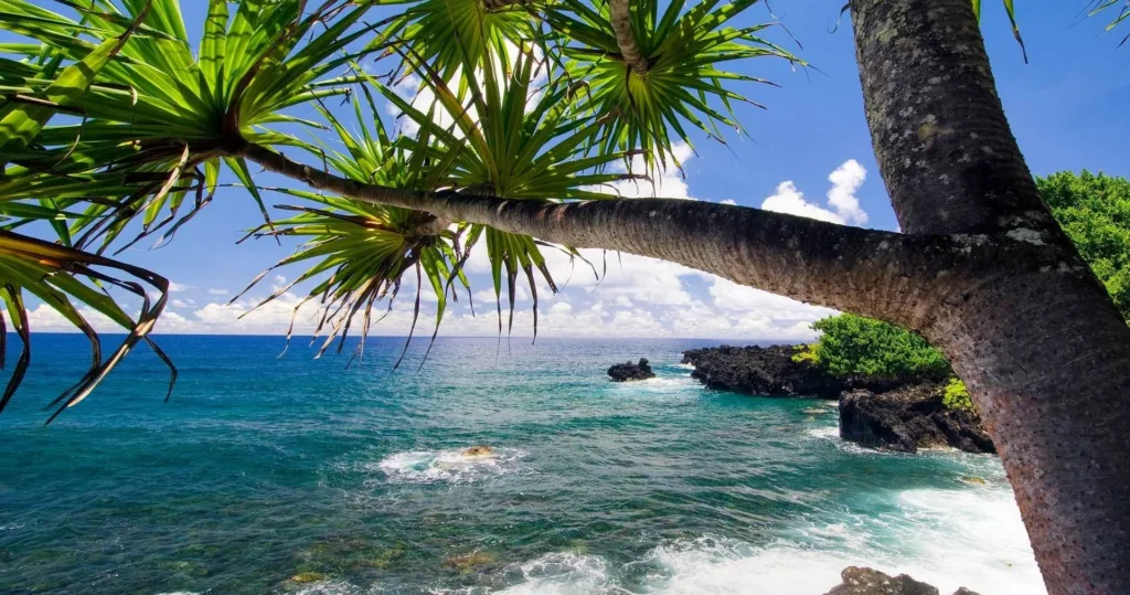 Winding Road to Hana surrounded by lush tropical rainforest trees