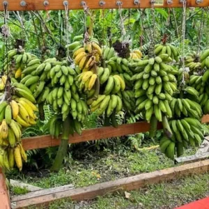 Scenic drive along Hana's lush coastal road