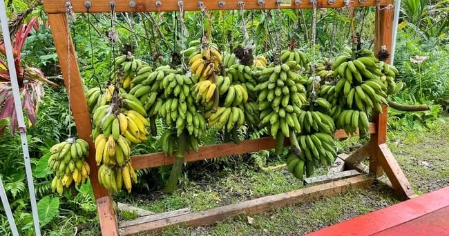 Scenic drive along Hana's lush coastal road