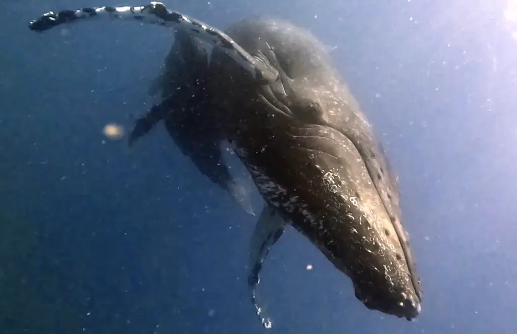 Oahu whale watching cruise spotting majestic humpbacks