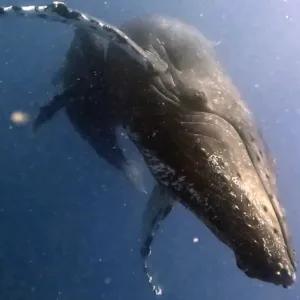 Oahu whale watching cruise spotting majestic humpbacks