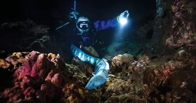 Small group scuba diving together under night sky