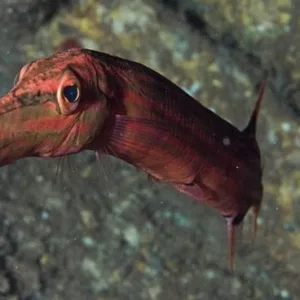 Scuba divers preparing for twilight and night dive combo