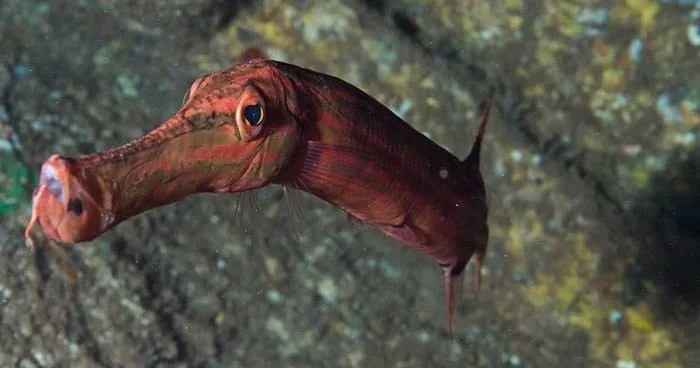 Scuba divers preparing for twilight and night dive combo