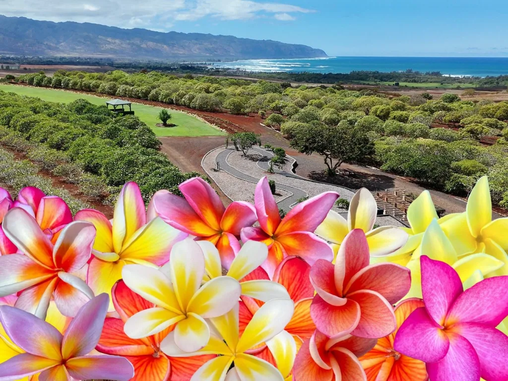 Group enjoying traditional day lei making outdoors