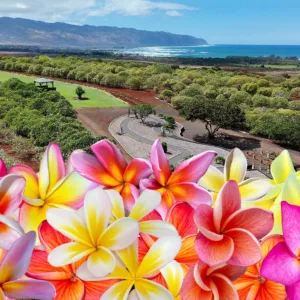 Group enjoying traditional day lei making outdoors