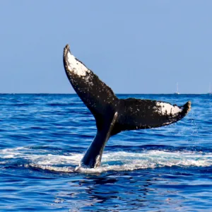 Afternoon whale watch tour with guests spotting breaching whales