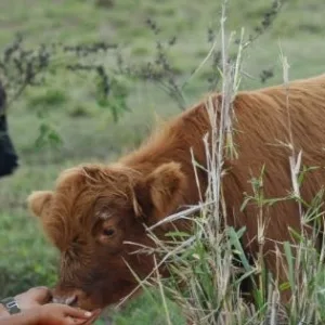 Children interacting with baby animals at Kaua‘i sustainable farm