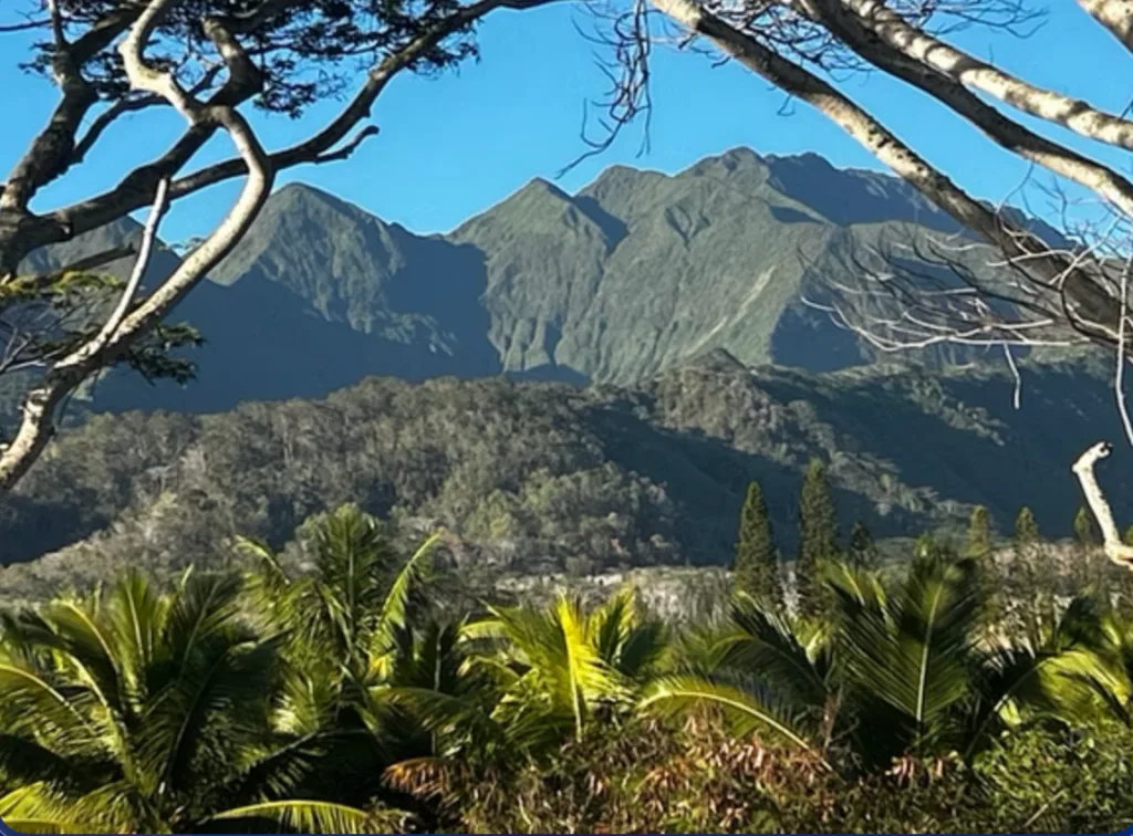 Farm tour visitors walking through rows of tropical crops