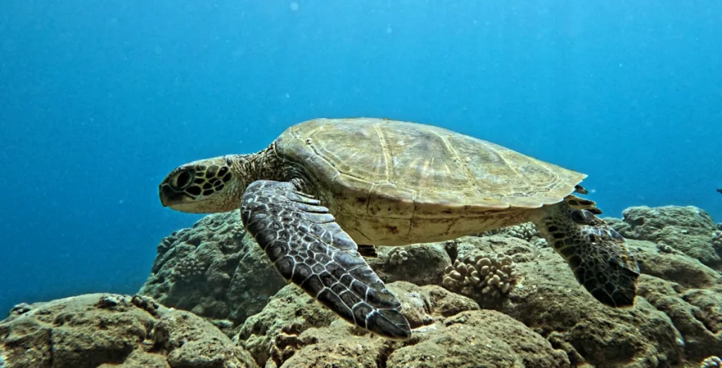 Scuba diver exploring volcanic lava tubes underwater
