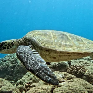 Scuba diver exploring volcanic lava tubes underwater