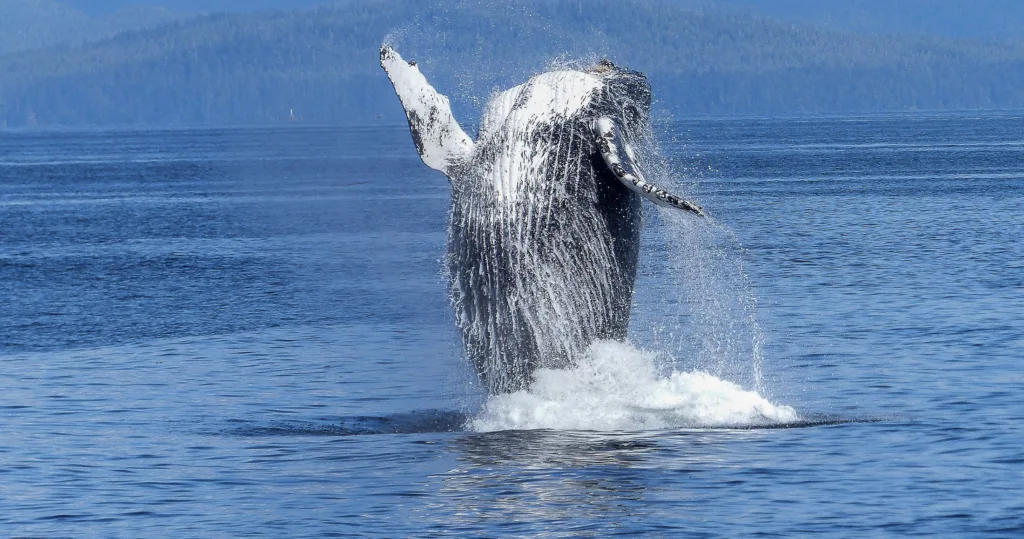 Whale breaching during dolphin watching tour in Kona