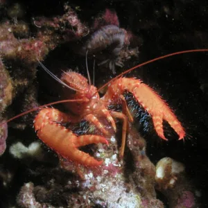 Advanced Open Water Certification