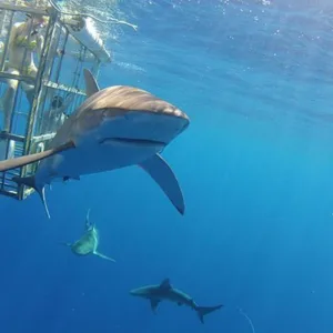 Diving with sharks in clear Oahu waters