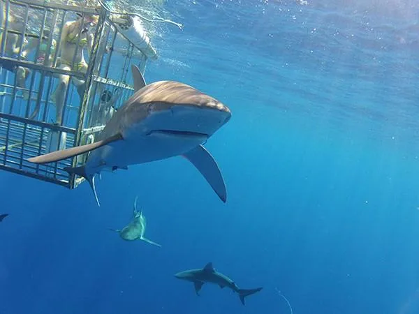 Diving with sharks in clear Oahu waters