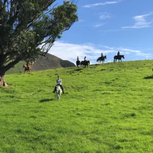 Afternoon horseback ride along Kona’s scenic trails