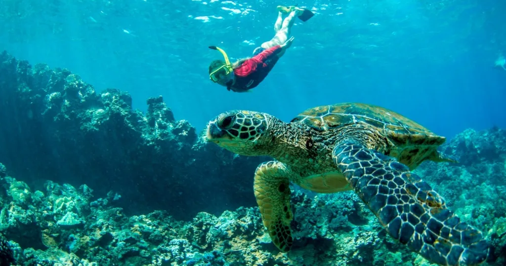 Half-day snorkeling adventure exploring West Maui's marine life