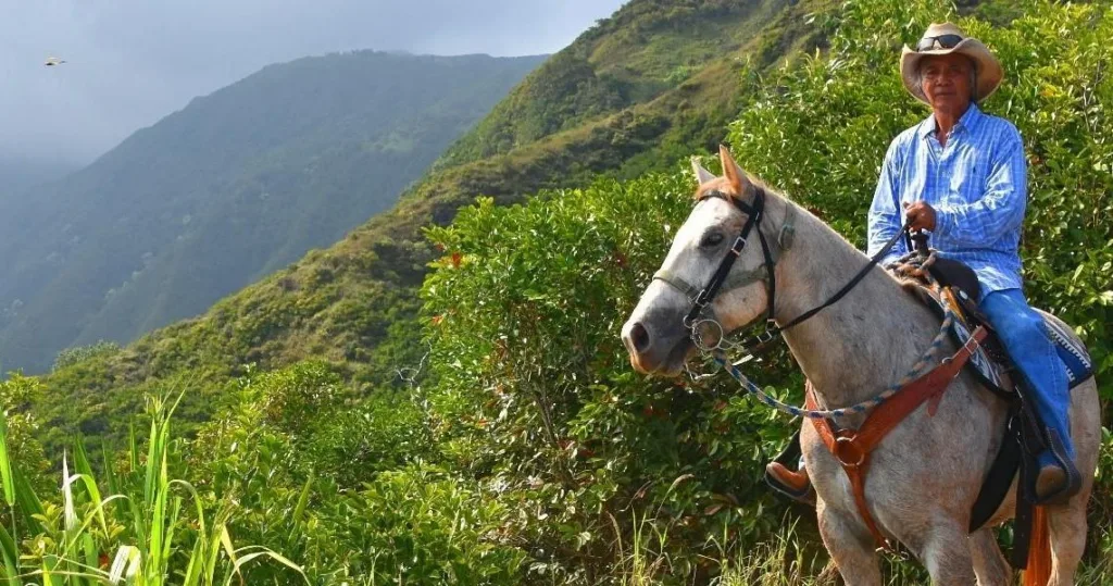 Riding horses through lush island trails at sunrise