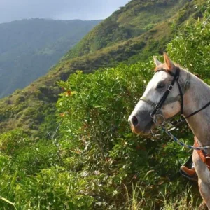 Riding horses through lush island trails at sunrise