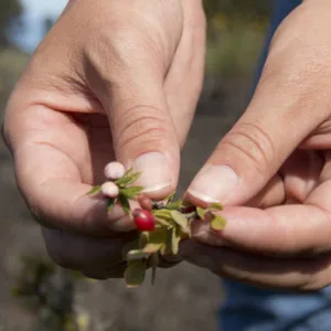Hikers exploring the volcanic crater of Hualālai