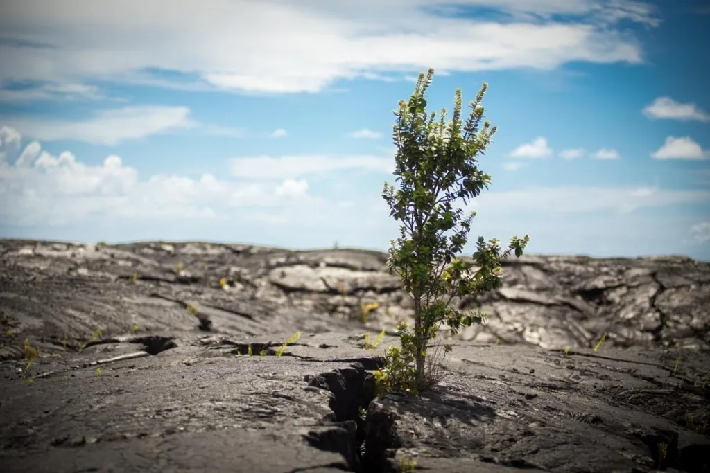 Tourists exploring volcanic landscape at sunset in Kona