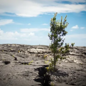 Tourists exploring volcanic landscape at sunset in Kona
