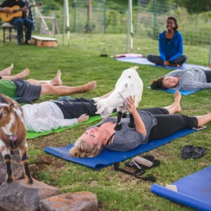 People practicing yoga with miniature goats on grassy field