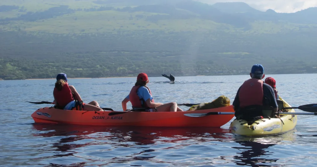 Whale breaching spectacularly during Maui whale watch