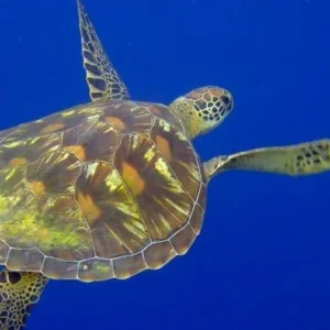 Diver attending PADI specialty course underwater training session