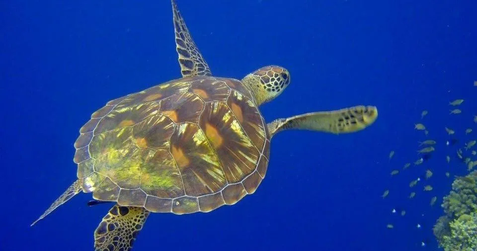 Diver attending PADI specialty course underwater training session