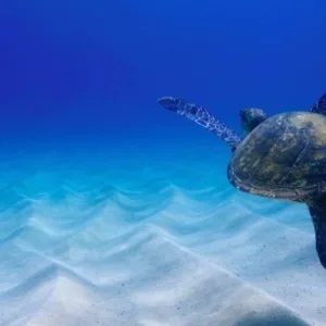 Group enjoying snorkeling near coral reefs in Oahu