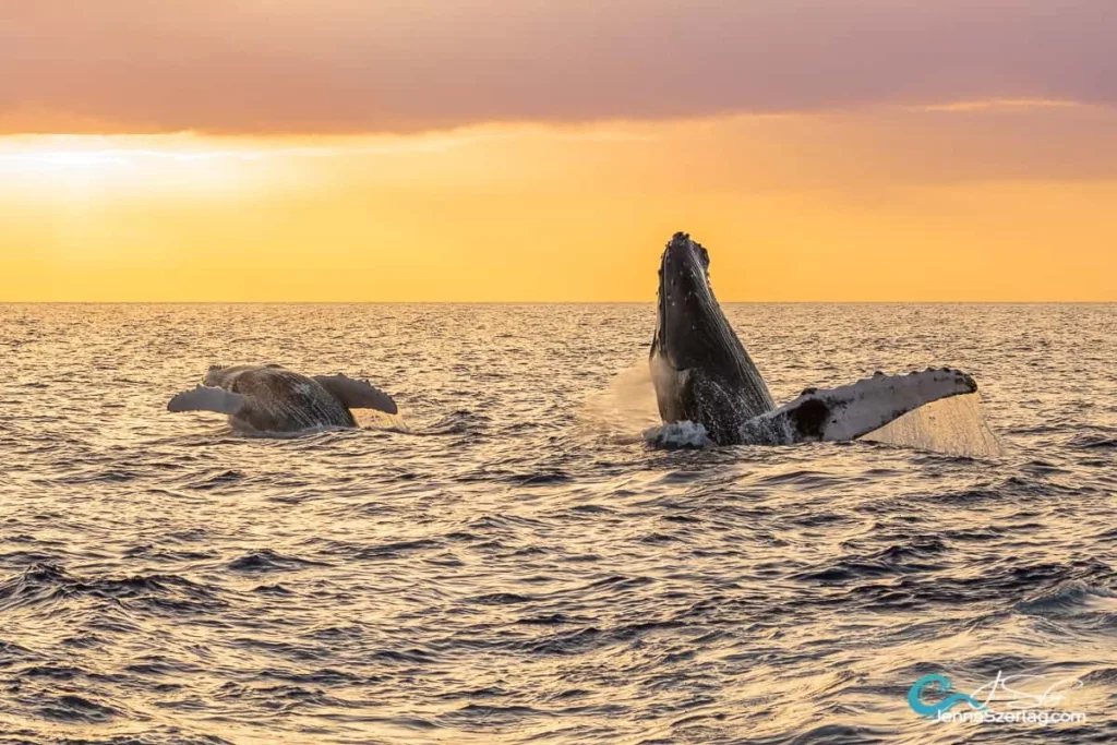 Whale breaching during sunset whale watch tour in Maui