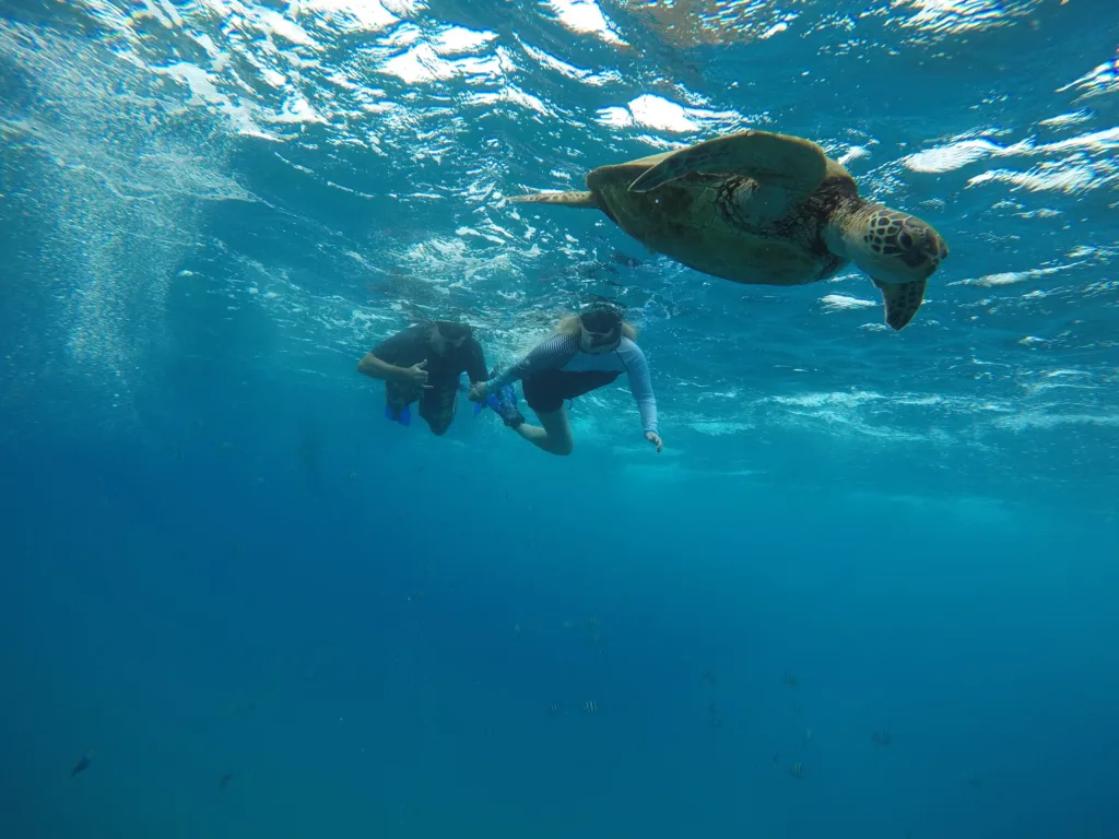 Couple snorkeling in clear tropical waters