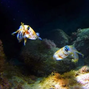 Night Dive - Marine Preserve North Shore