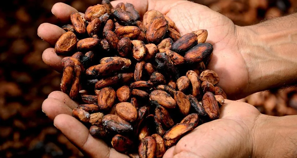Visitors tasting chocolate at Oahu cacao farm