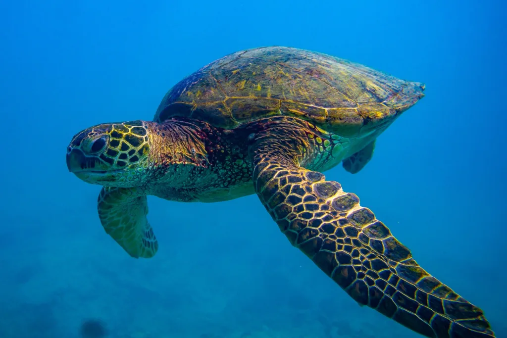 Snorkelers observing turtles near coral reef in Honolulu