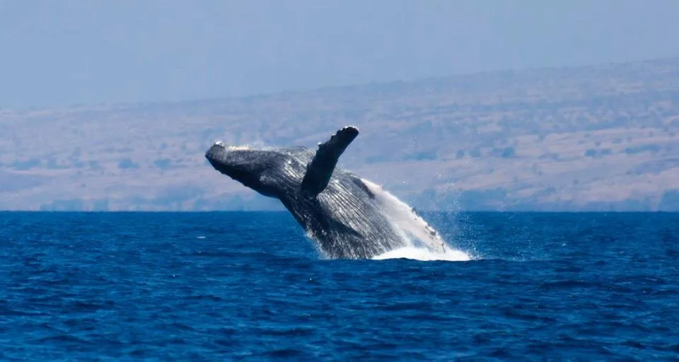 Whale watching boat on ocean near Kawaihae