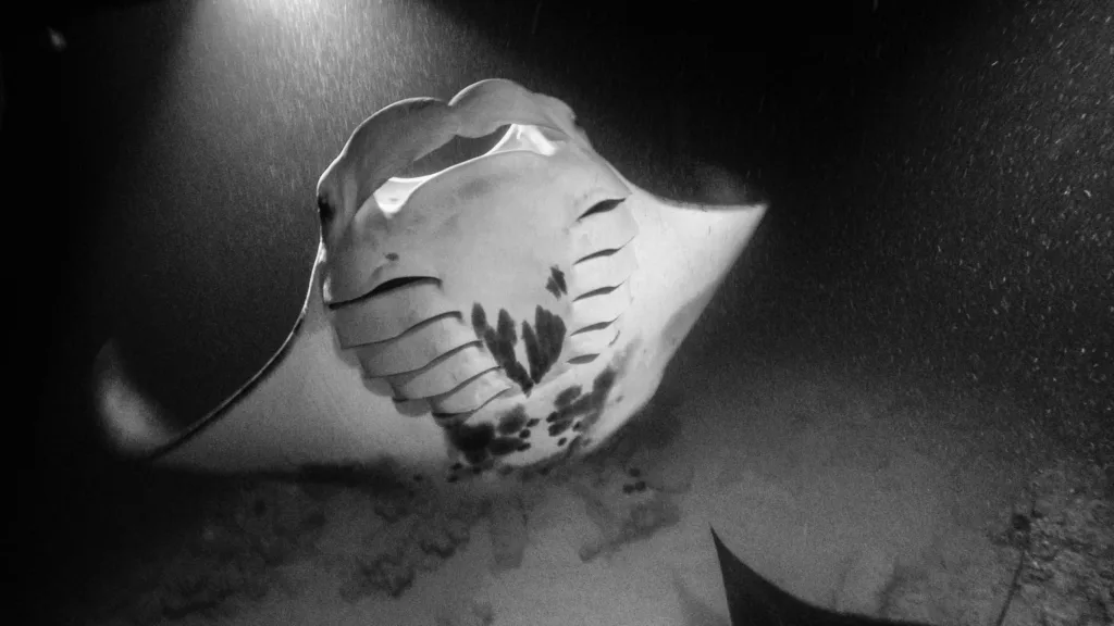 Snorkelers exploring ocean at night with manta rays