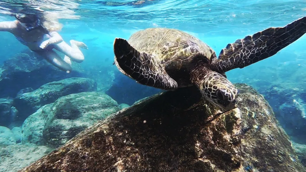 Tour group snorkeling with sea turtles near Oahu shore