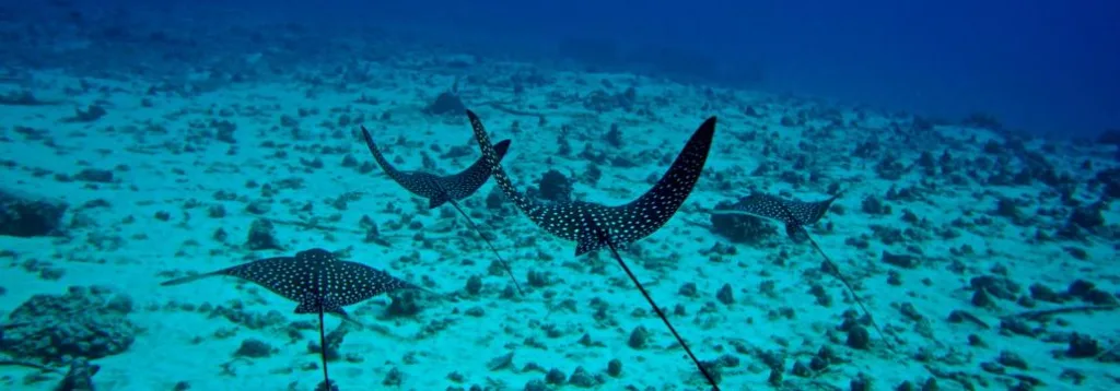 Scuba divers exploring a sunken shipwreck underwater