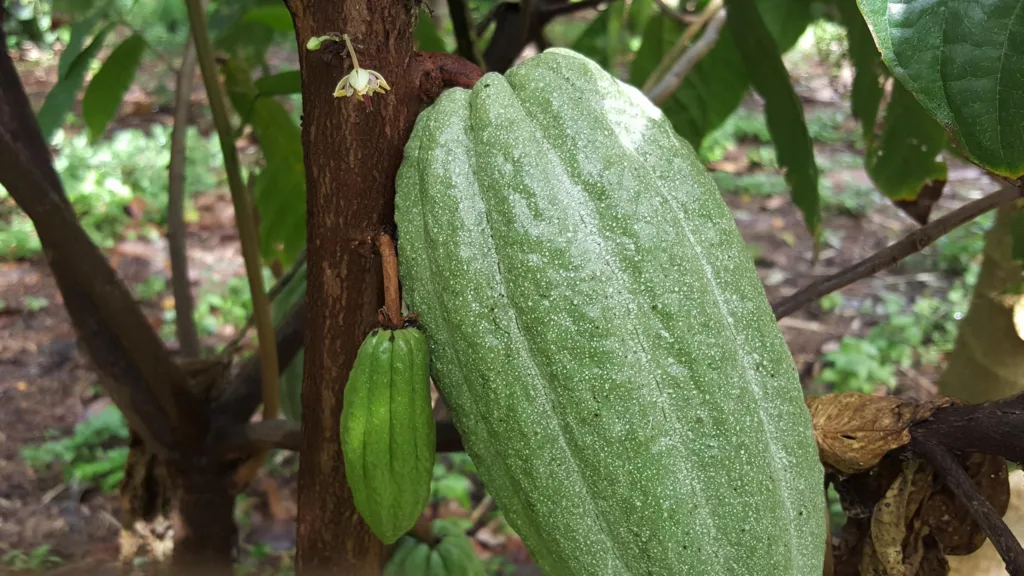Tour group sampling chocolate and coffee products