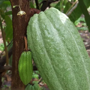 Tour group sampling chocolate and coffee products